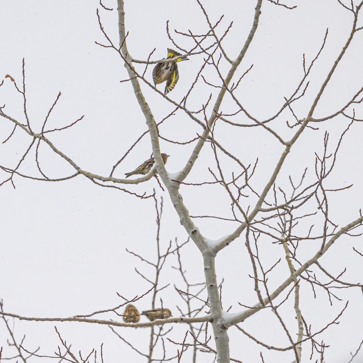 Pine Siskin - ML646374214