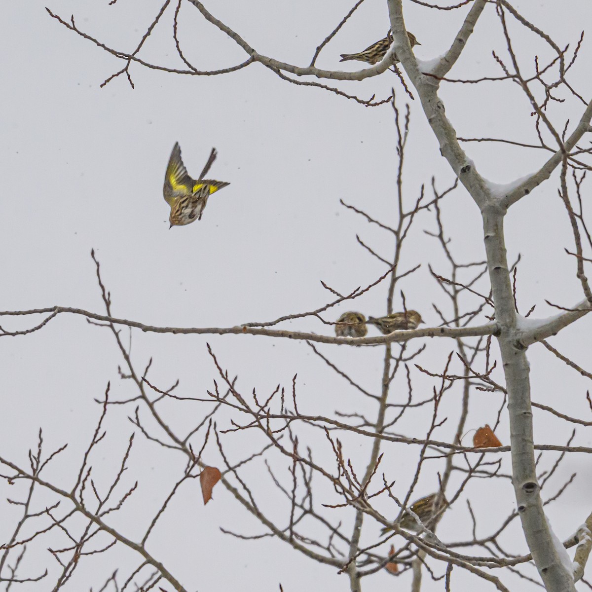 Pine Siskin - ML646374216