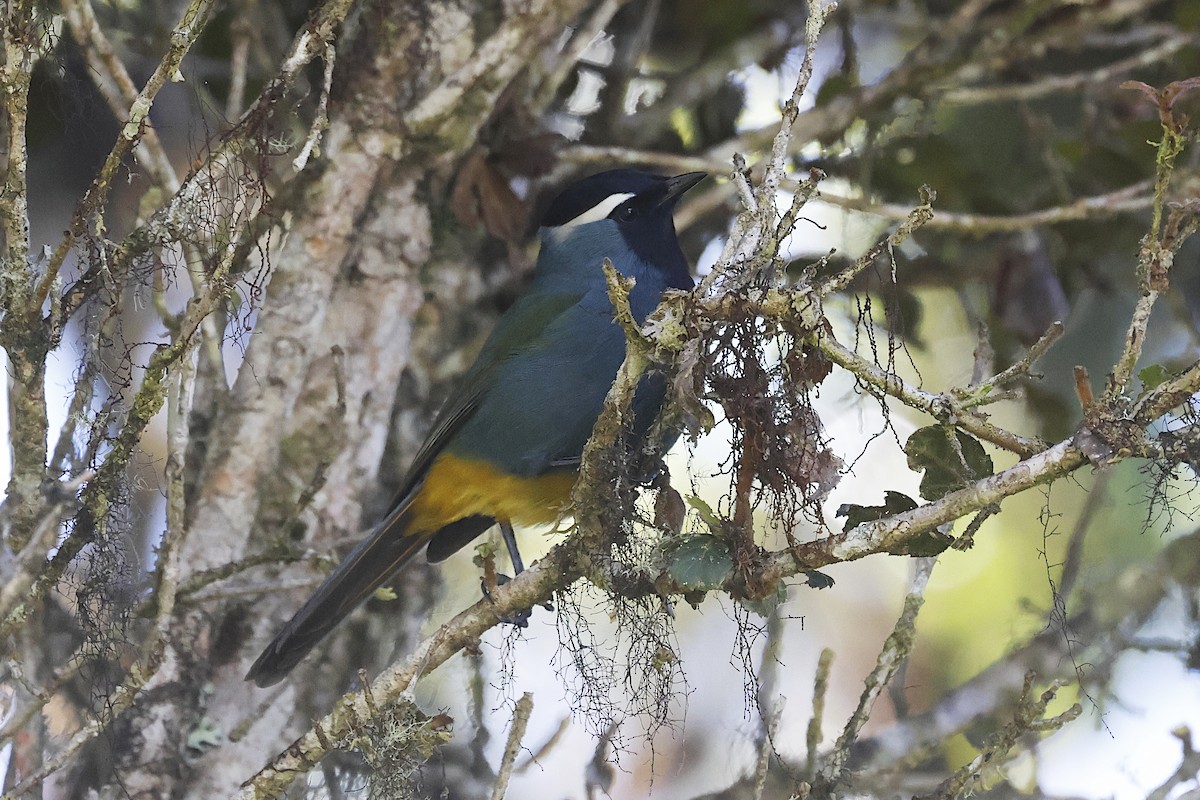 Eastern Crested Berrypecker - ML646374219