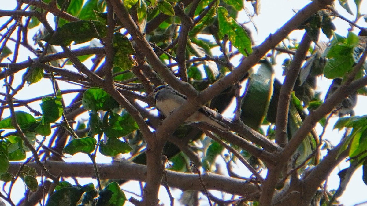 Collared Warbling Finch - ML646374220