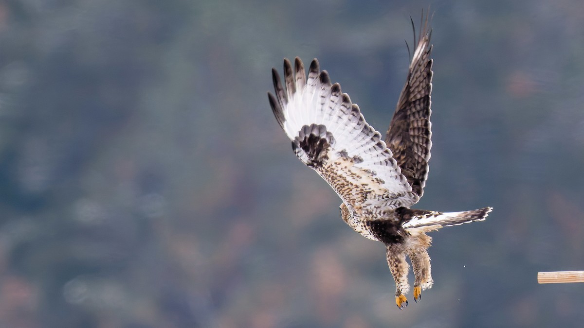 Zapelatz galtzaduna - ML646374221