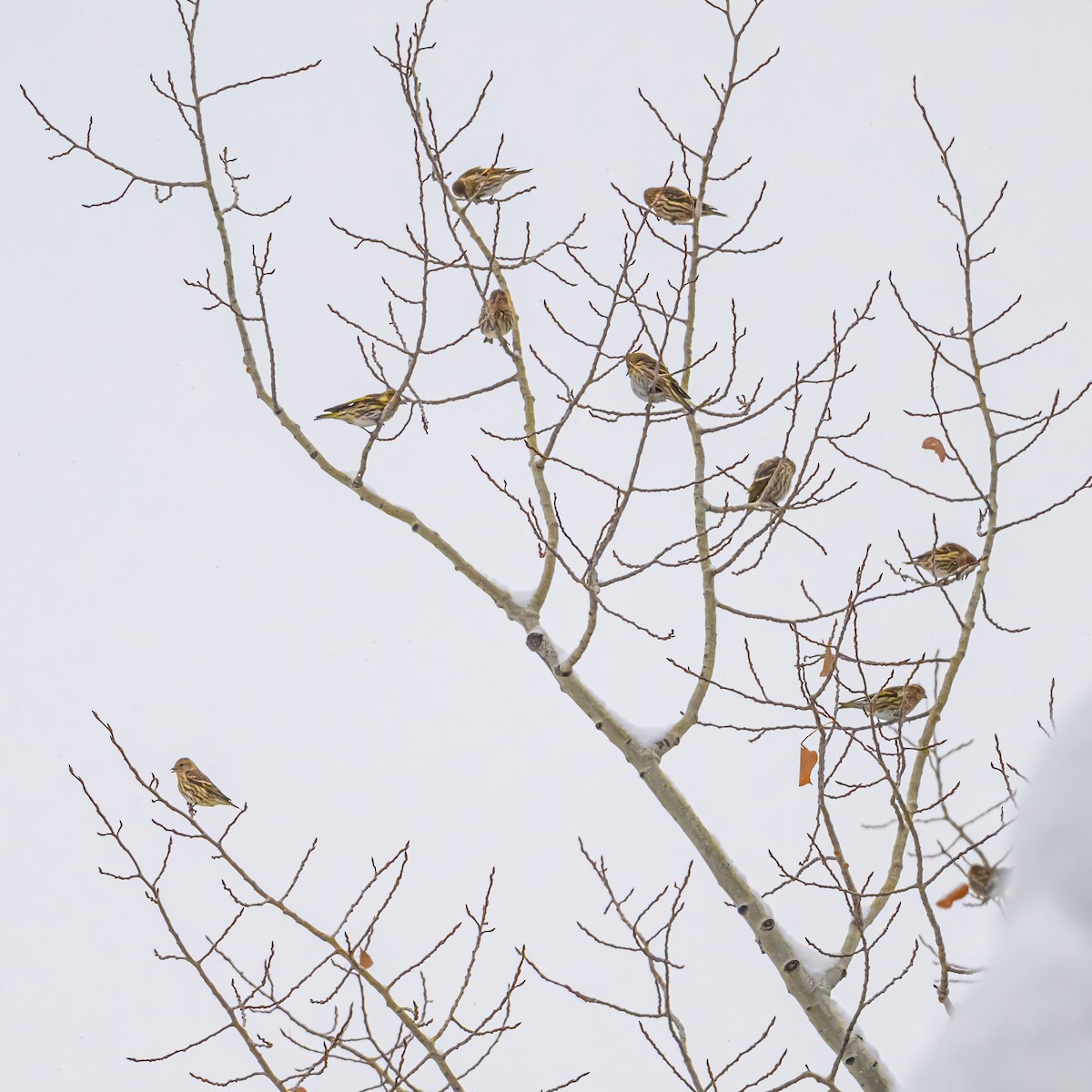 Pine Siskin - ML646374222