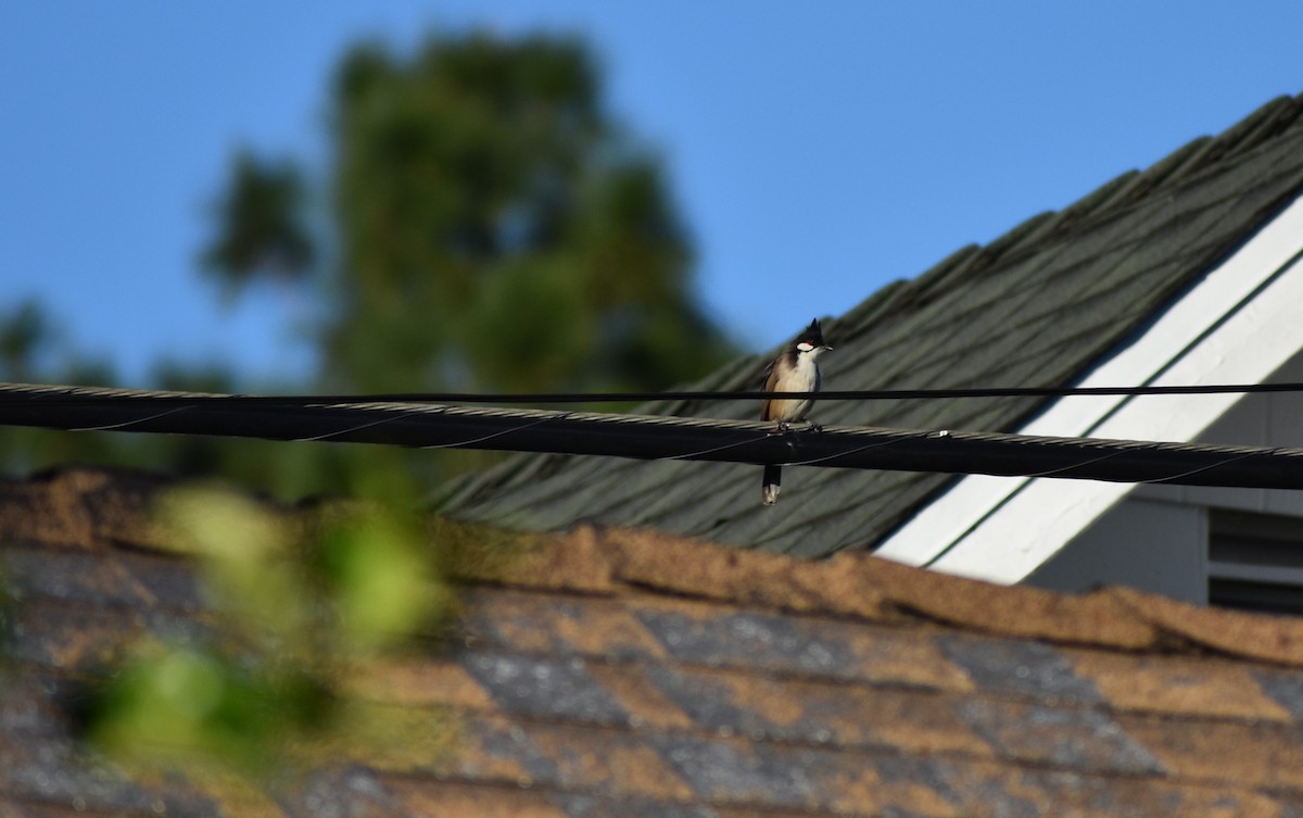 bulbul červenouchý - ML646374223