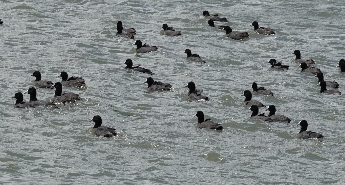 Eurasian Coot - ML646374224