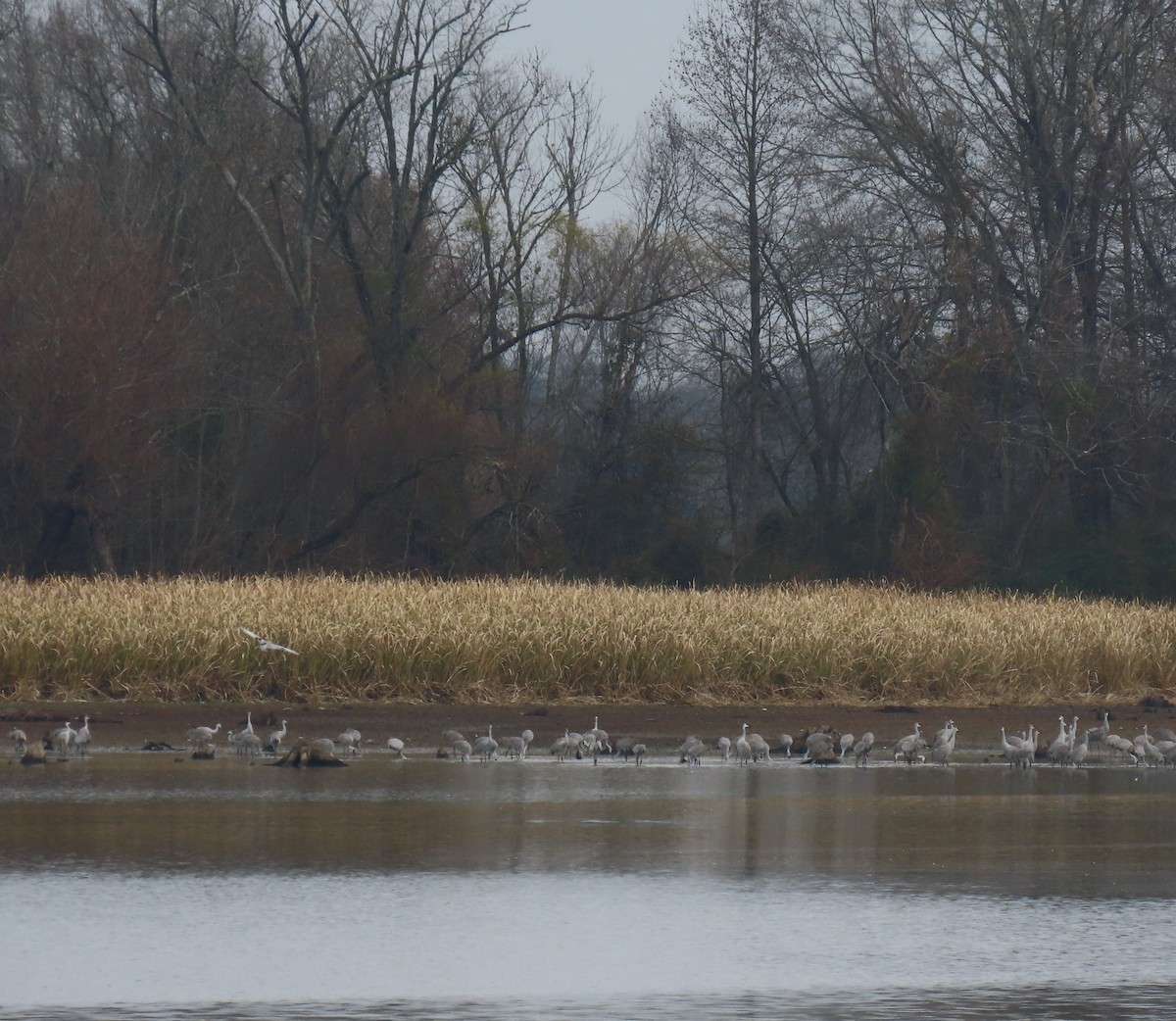 Sandhill Crane - ML646374226