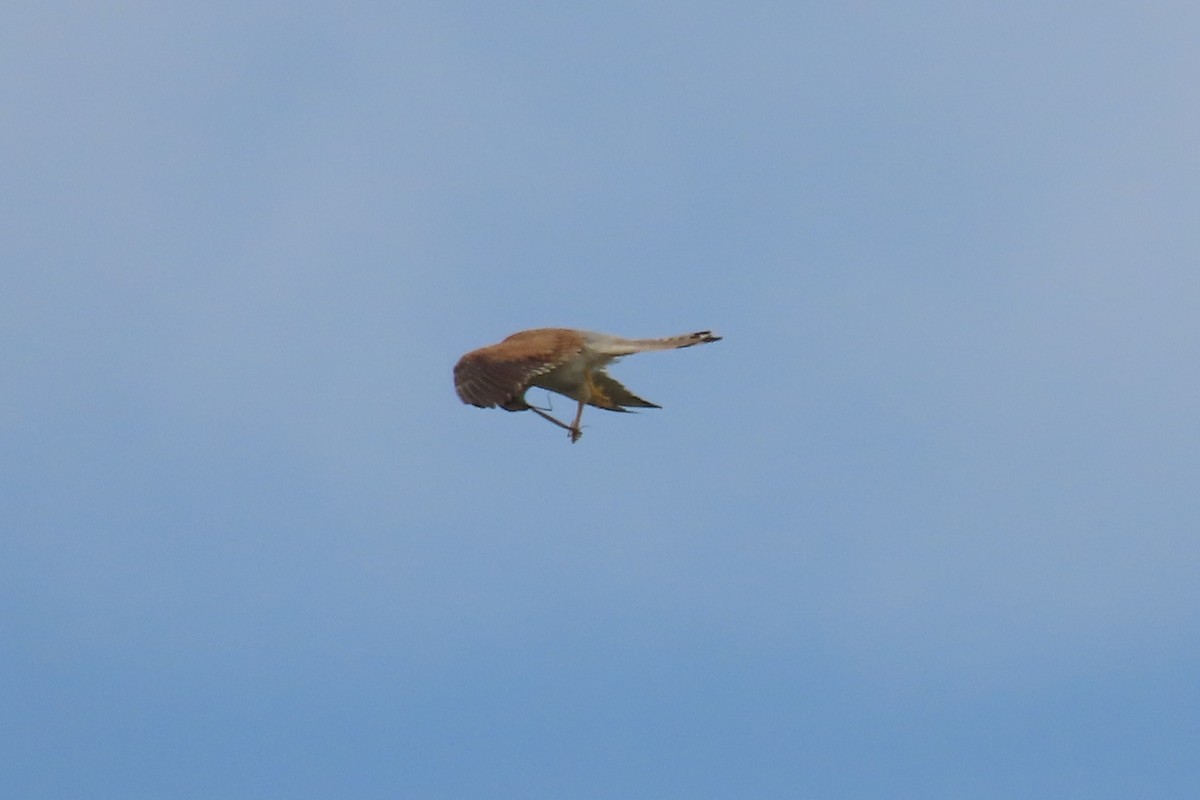 Nankeen Kestrel - ML646374227