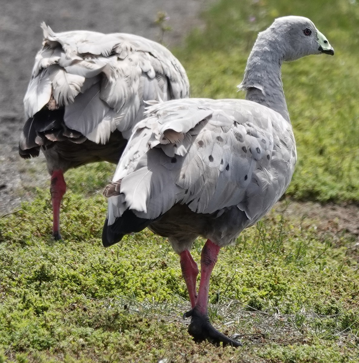 Cape Barren Goose - ML646374229