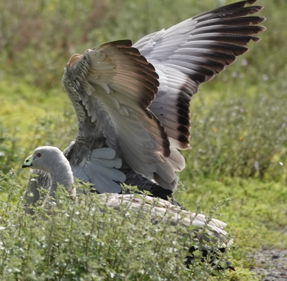 Cape Barren Goose - ML646374230