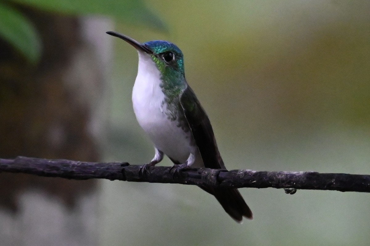 Andean Emerald - ML646374235