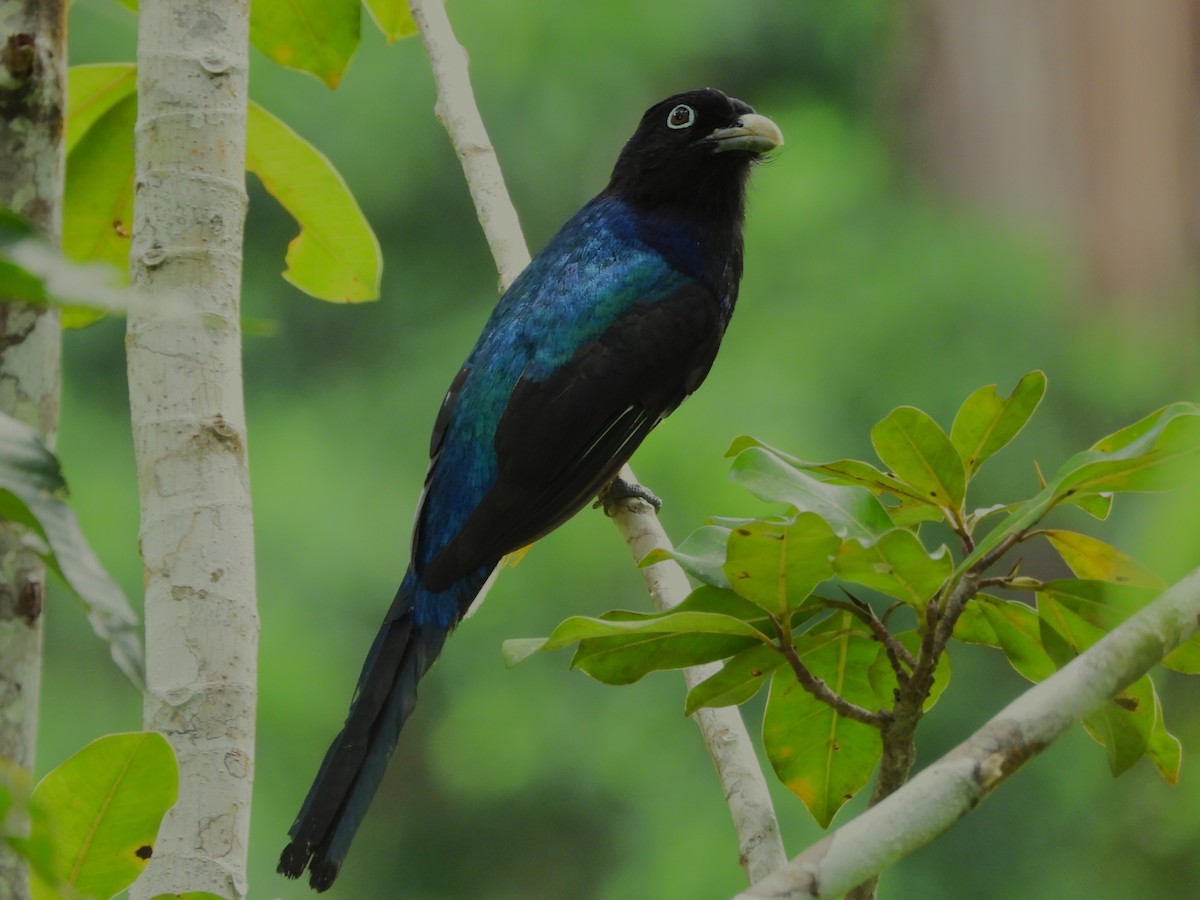 ハグロキヌバネドリ - ML646374236