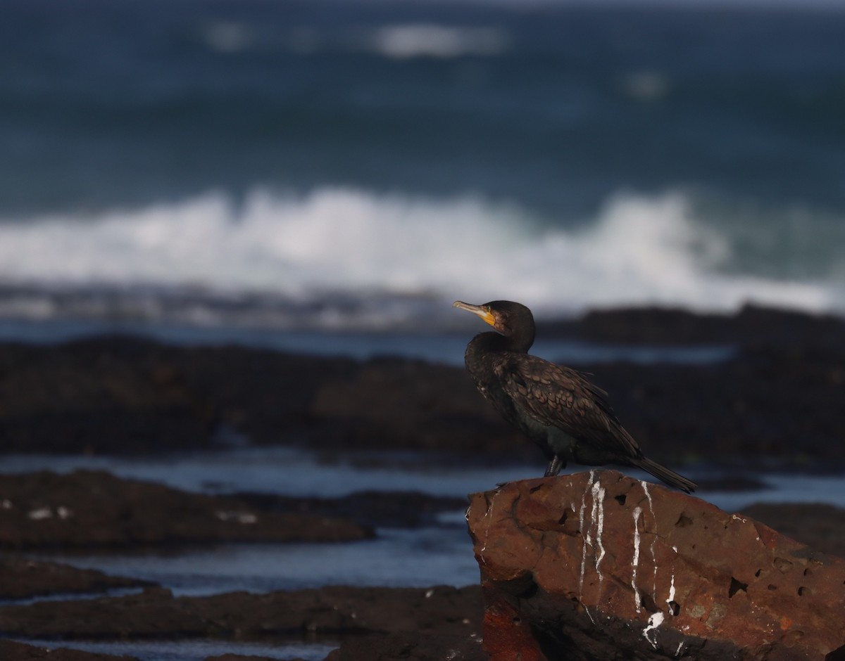 Great Cormorant - ML646374237