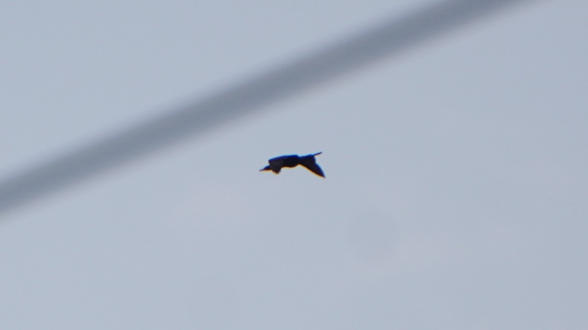 Neotropic Cormorant - ML646374239