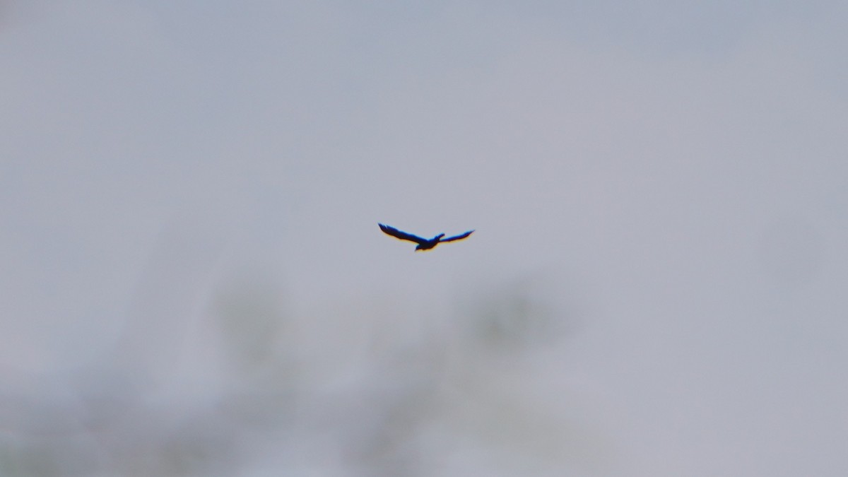 Neotropic Cormorant - ML646374240