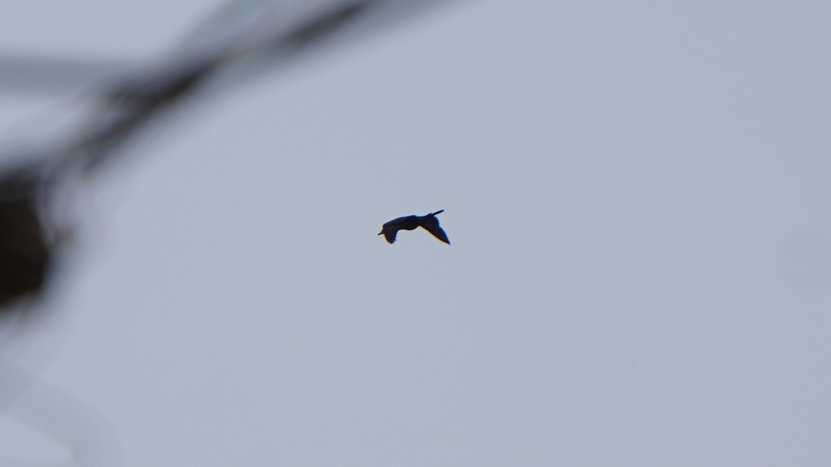 Neotropic Cormorant - ML646374241