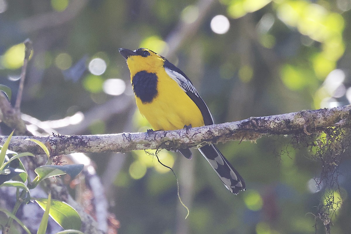 Black-breasted Boatbill - ML646374242