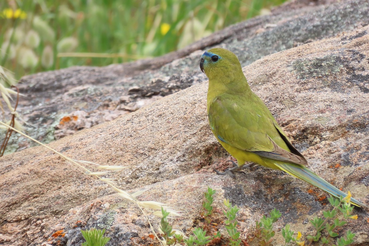 Rock Parrot - ML646374243