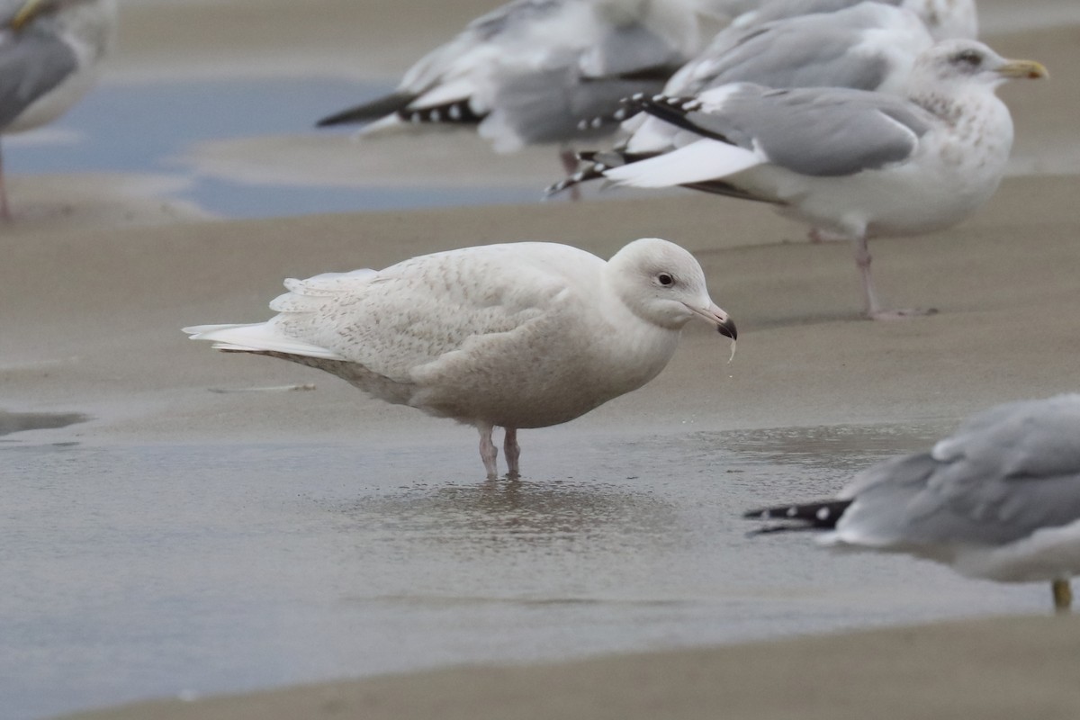 racek šedý - ML646374244