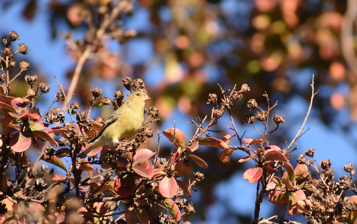 čížek mexický - ML646374246