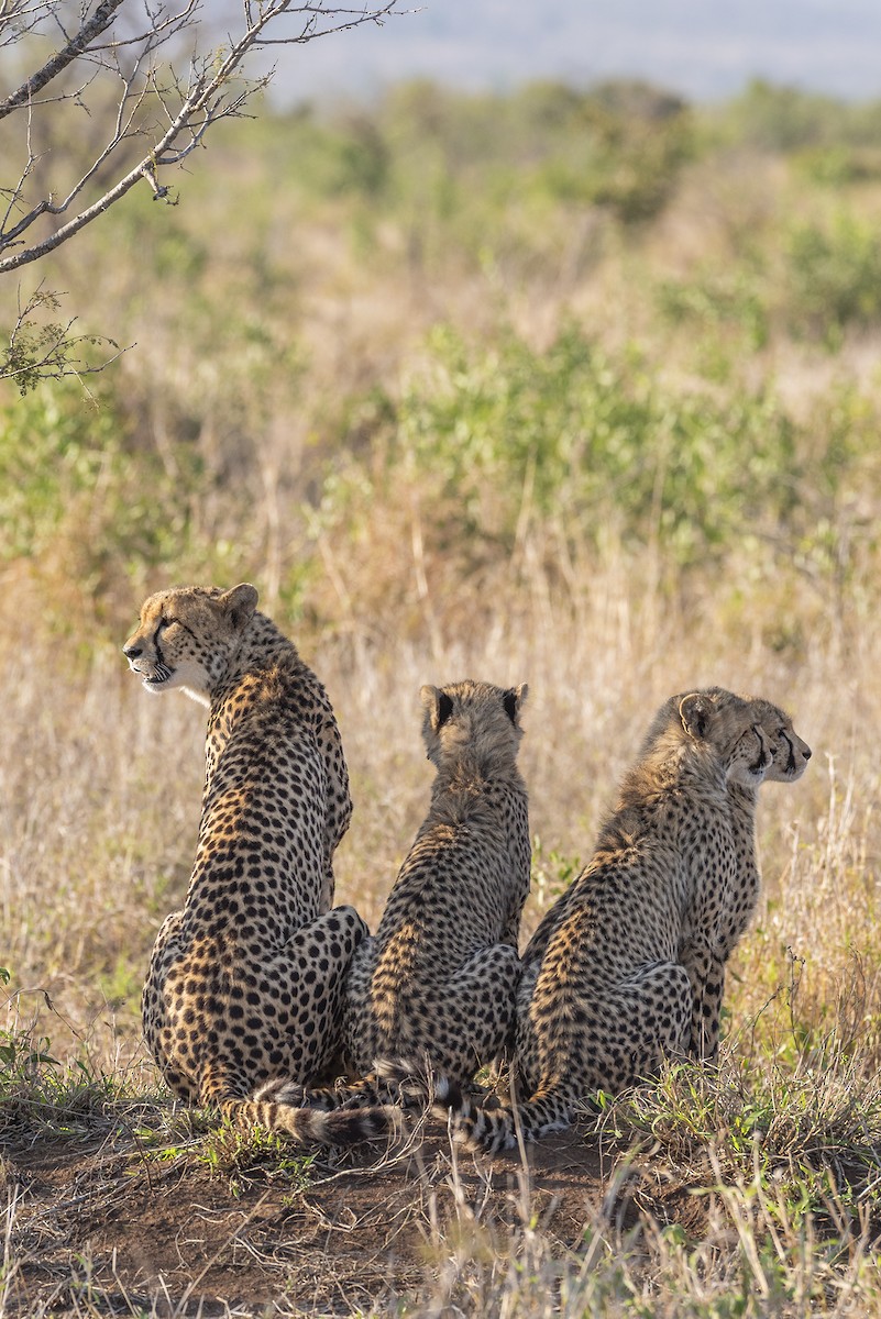 Southern and Eastern African Cheetah - ML646374247