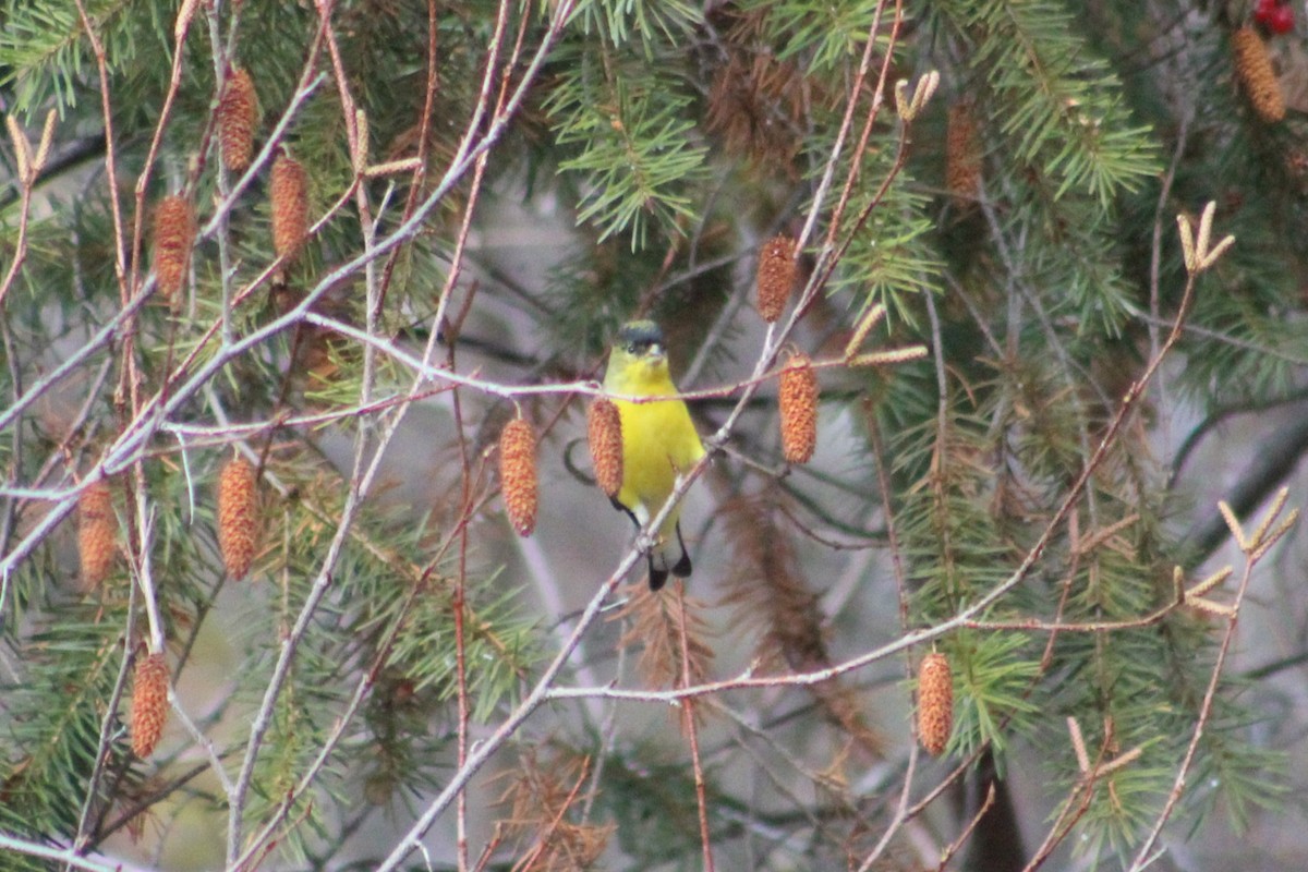 Lesser Goldfinch - ML646374248
