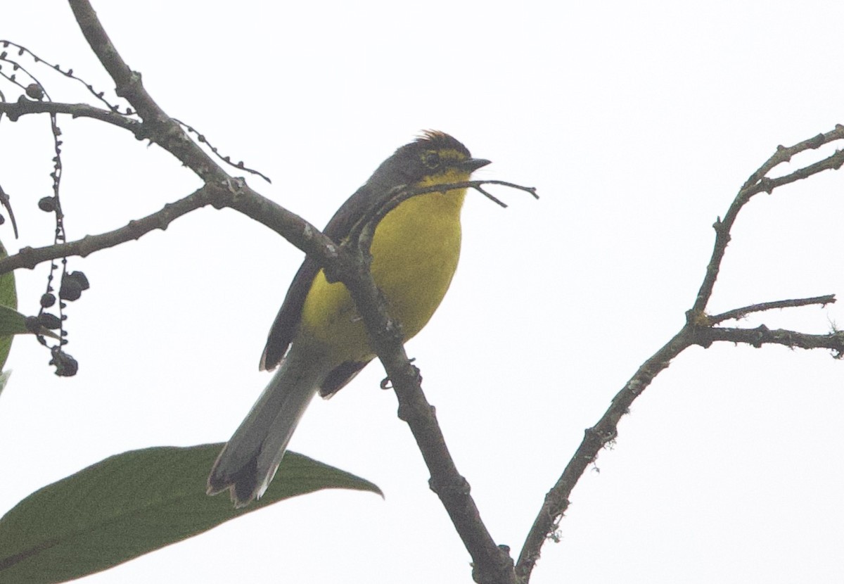 Spectacled Redstart - ML646374252