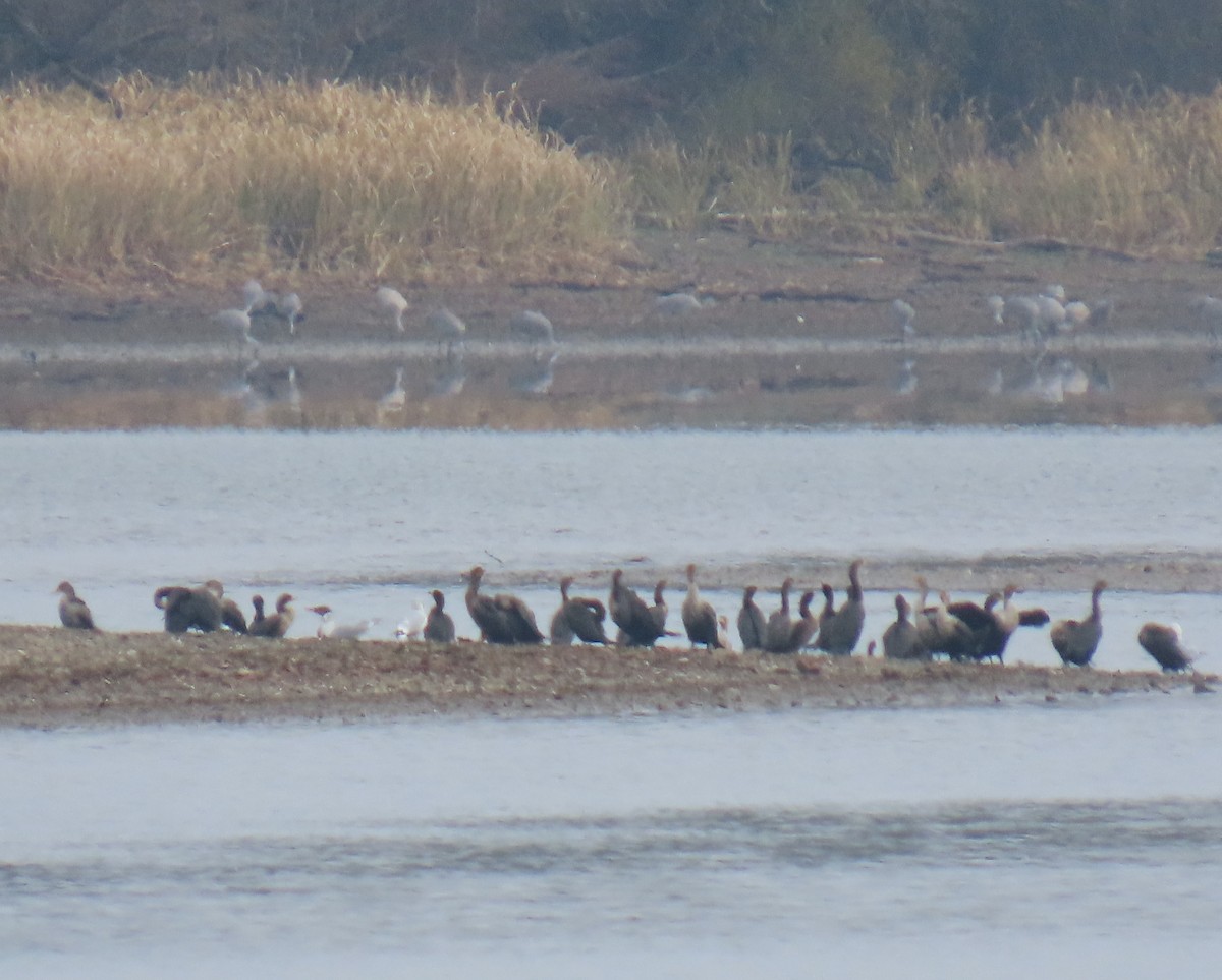 totoppskarv - ML646374253