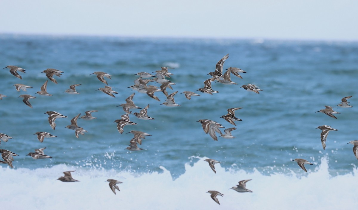 Ruddy Turnstone - ML646374254