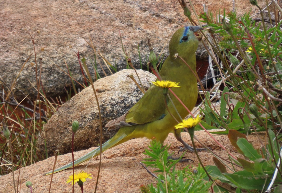 Rock Parrot - ML646374255