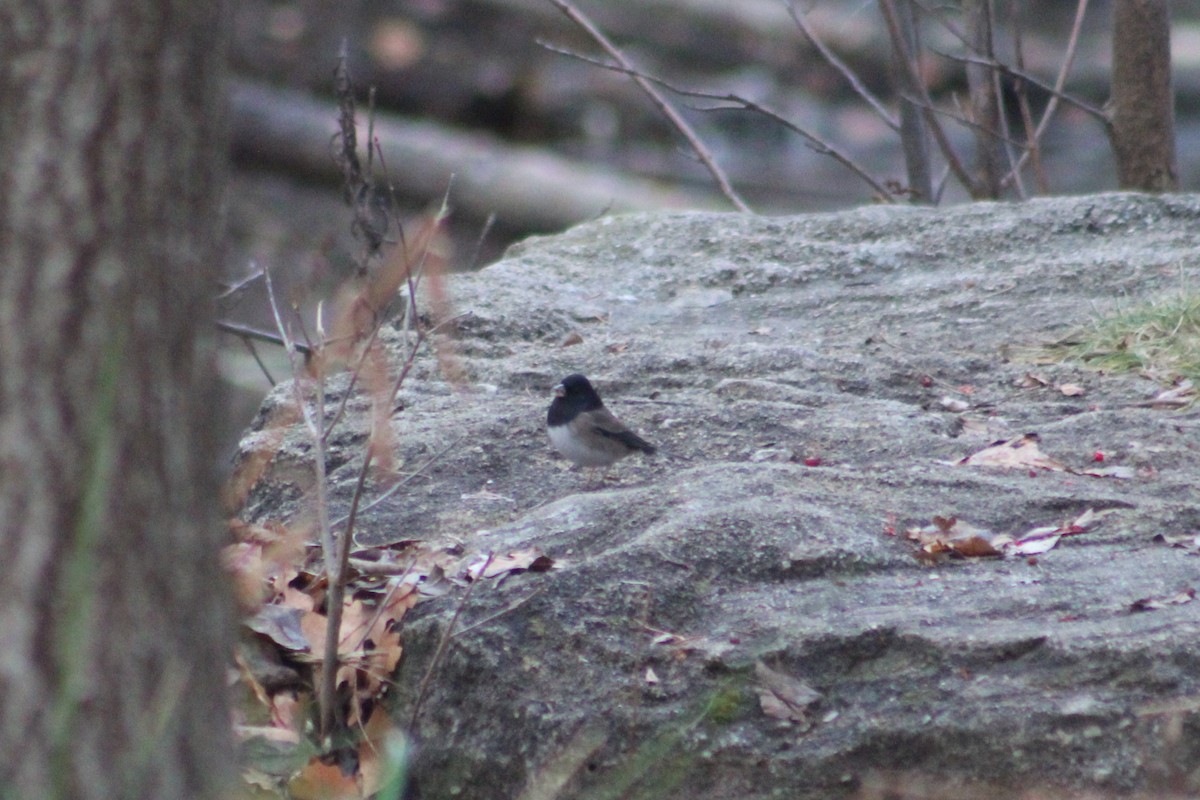 Dark-eyed Junco - ML646374256