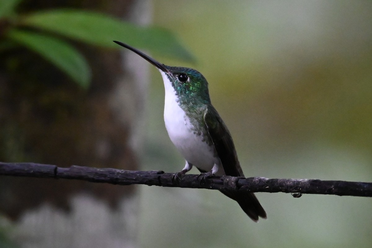 Andean Emerald - ML646374257