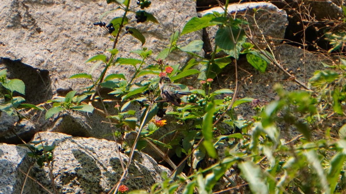 Purple-collared Woodstar - ML646374258