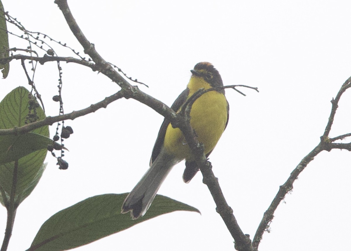 Spectacled Redstart - ML646374263