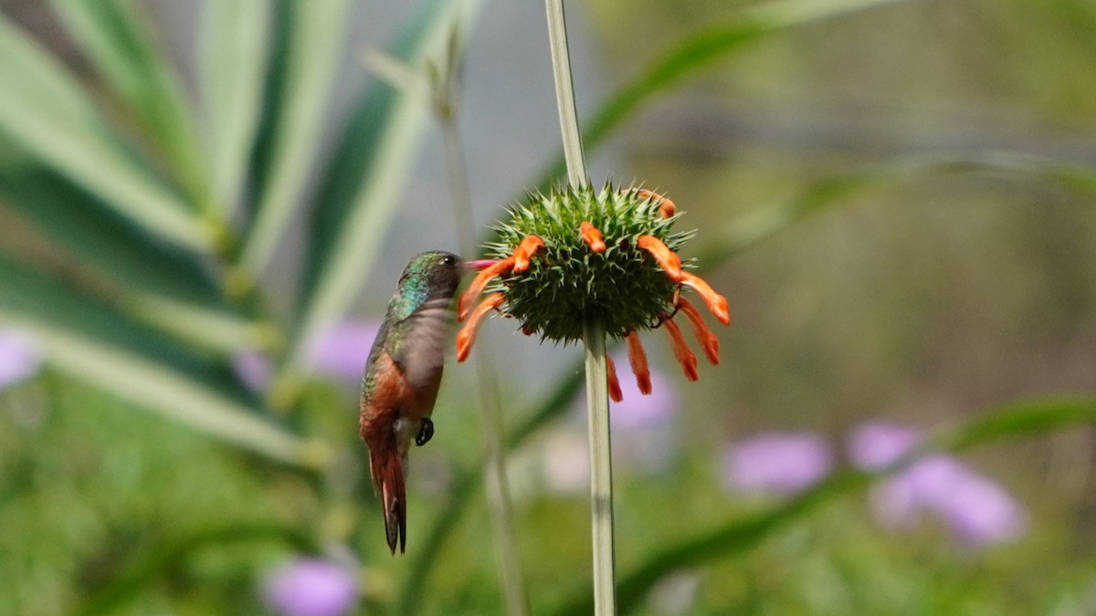 Amazilia Hummingbird - ML646374265