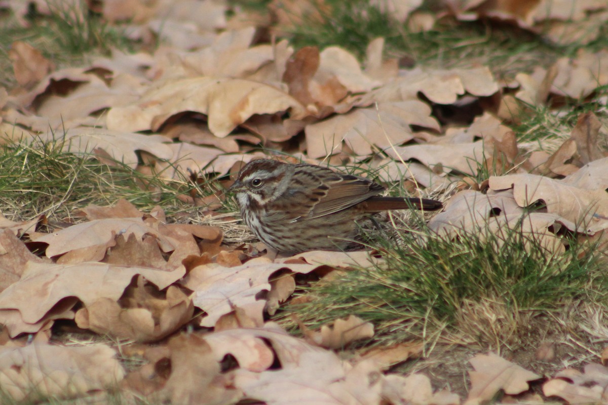 Song Sparrow - ML646374266