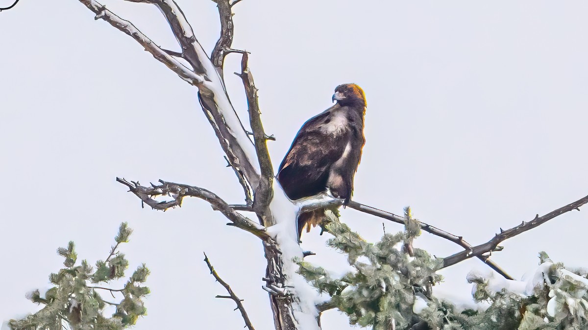 Golden Eagle - ML646374268