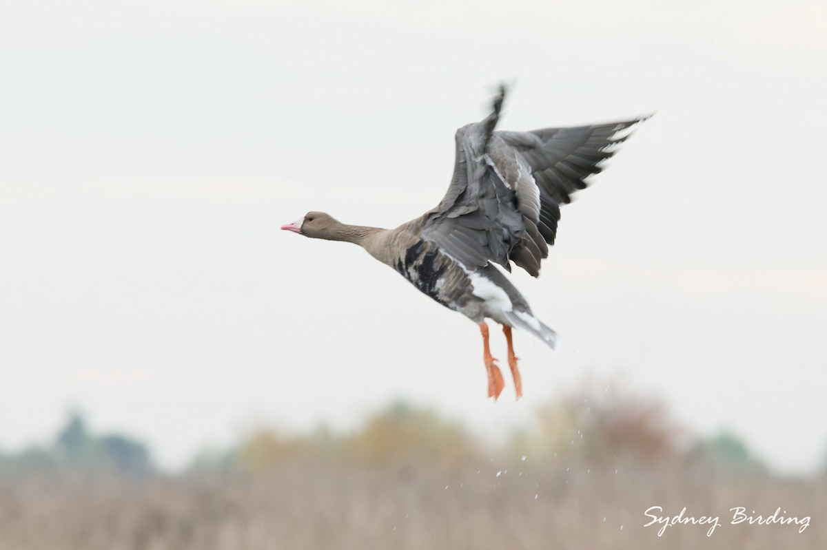 Greater White-fronted Goose - ML646374272