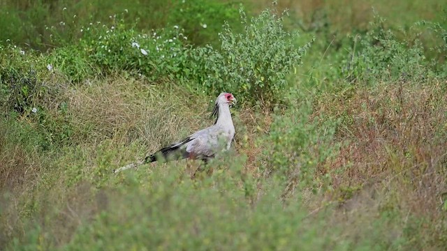 Secretarybird - ML646374273