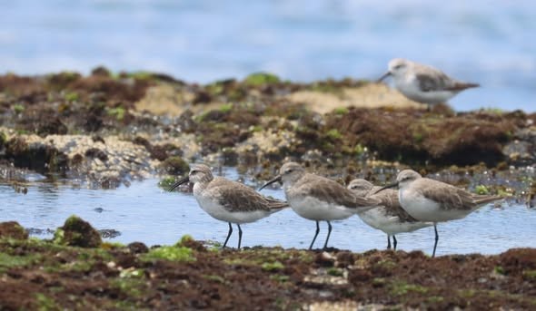 Curlew Sandpiper - ML646374275