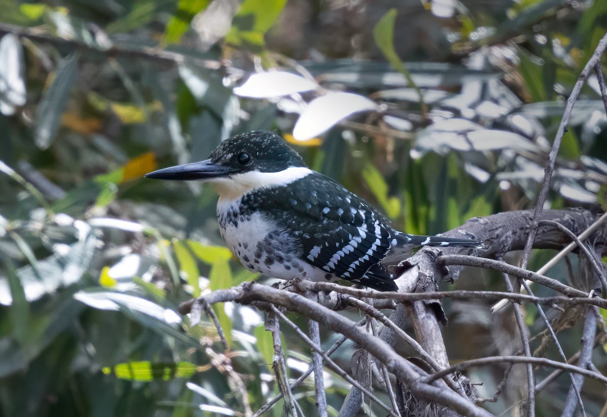 Green Kingfisher - ML646374278