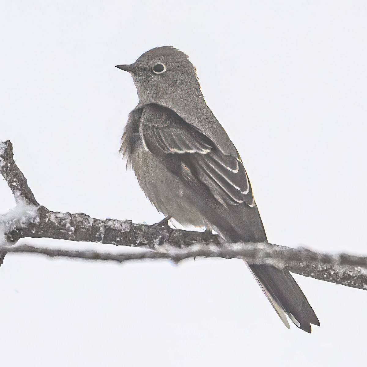 Townsend's Solitaire - ML646374279