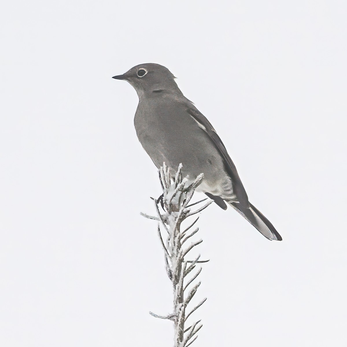 Townsend's Solitaire - ML646374281