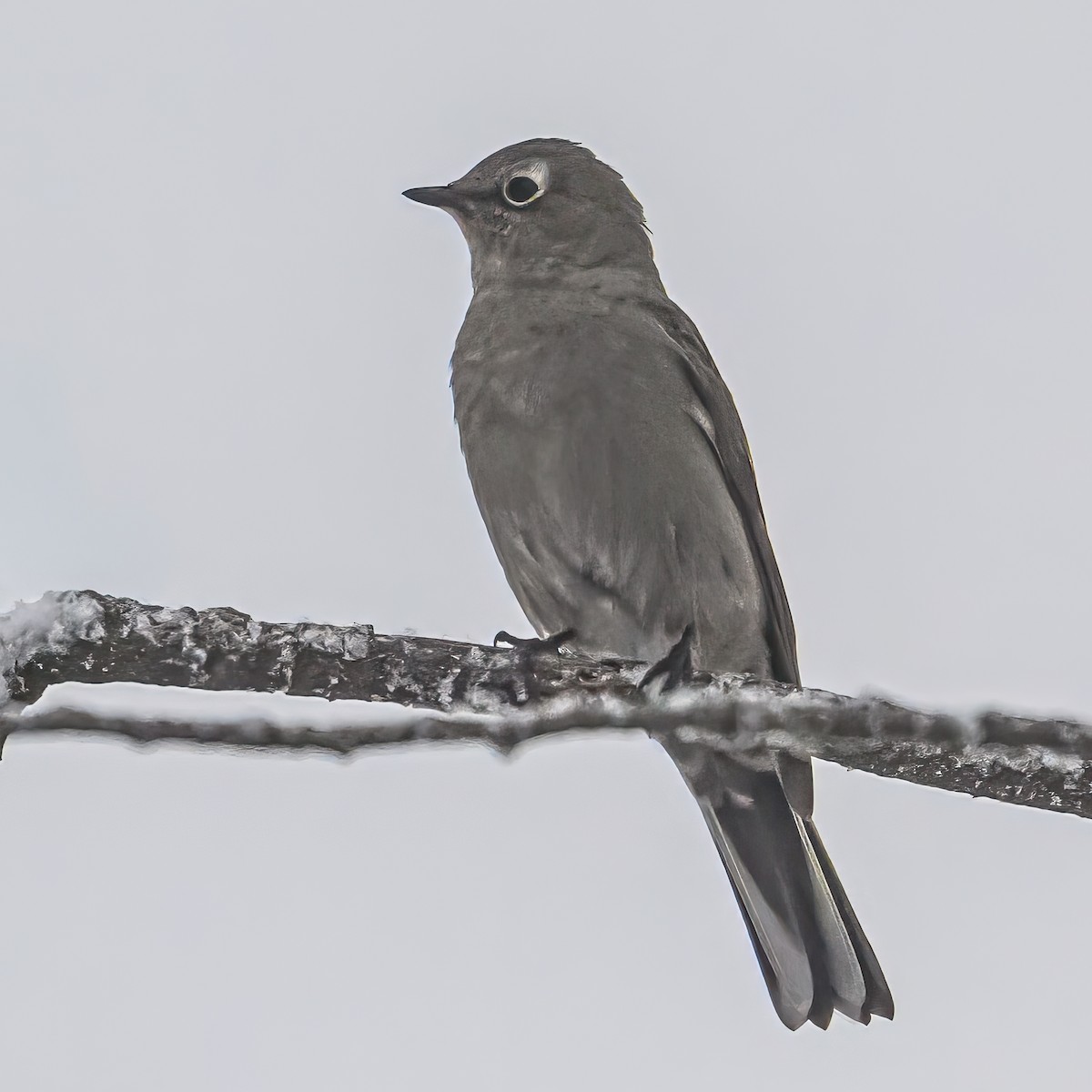 Townsend's Solitaire - ML646374282