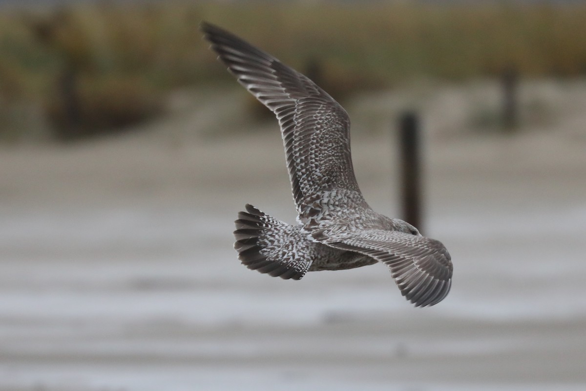 racek americký - ML646374283