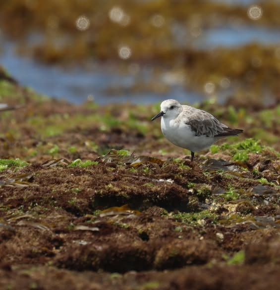 Sanderling - ML646374284