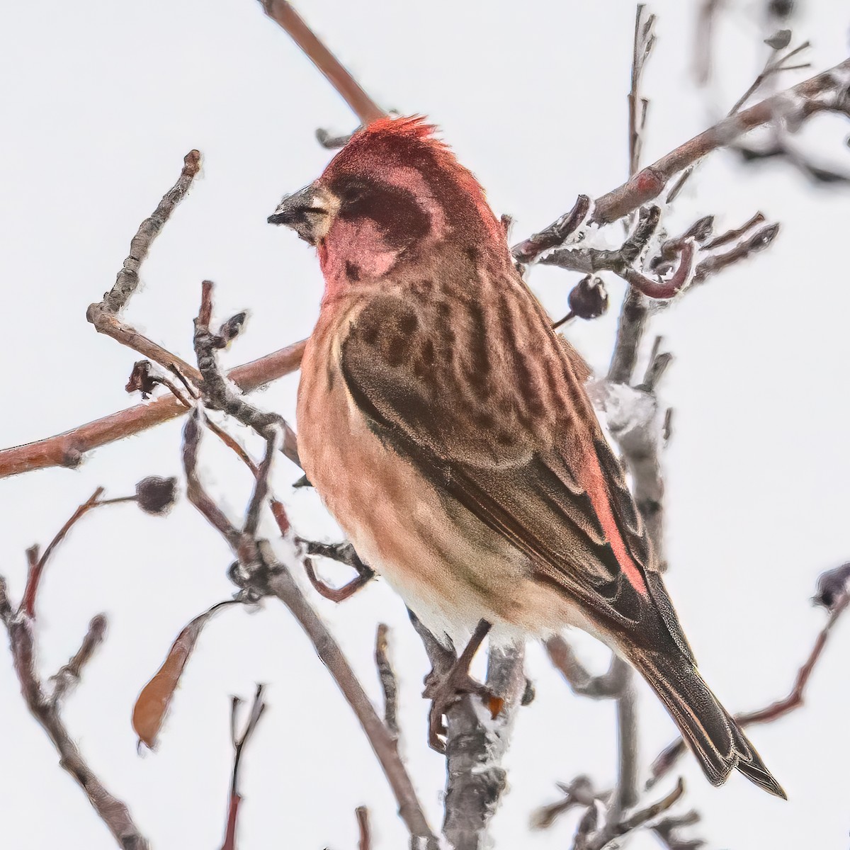 Purple Finch - ML646374286