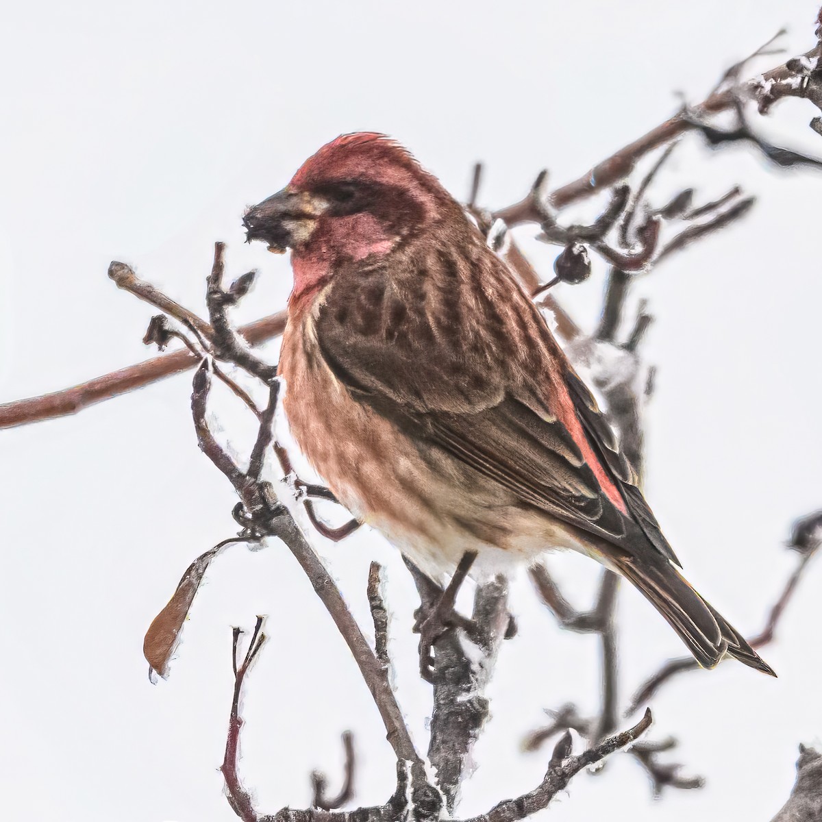 Purple Finch - ML646374287