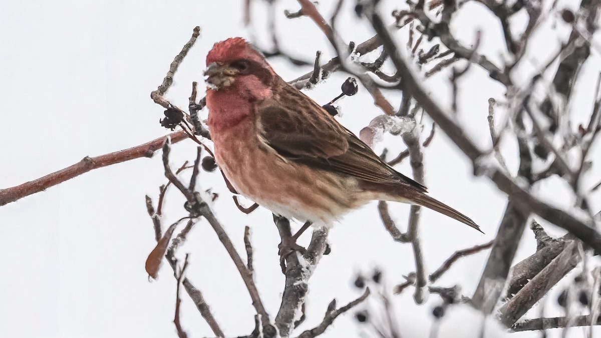 Purple Finch - ML646374288