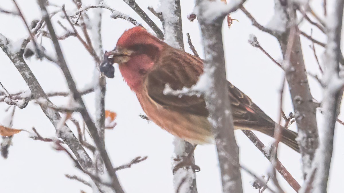 Purple Finch - ML646374290