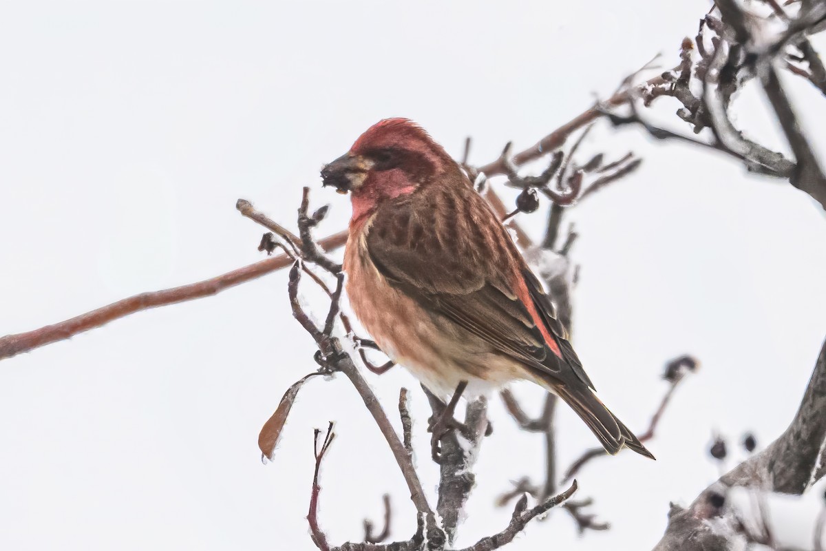 Purple Finch - ML646374292