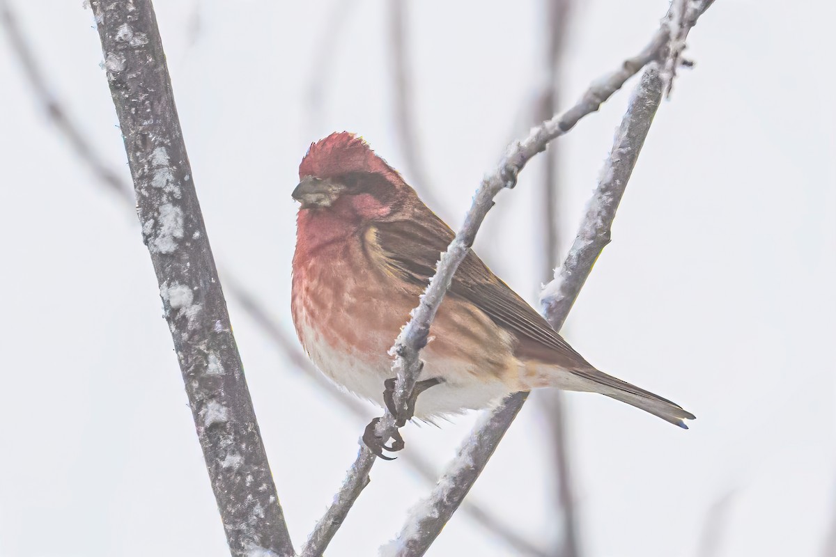 Purple Finch - ML646374293